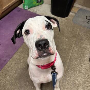 Rescue Boxer Dogs for Adoption in Grafton, West Virginia - Petey | PetCurious