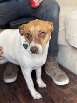 Rescue Jack Russell Terrier and Chihuahua Dogs for Adoption in Claremont, California - Toby | PetCurious