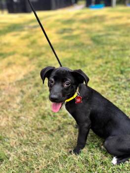 Rescue Labrador Retriever and Terrier Dogs for Adoption in Aiken, South Carolina - Coco | PetCurious