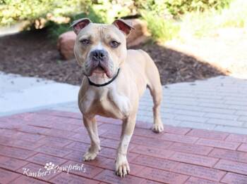 RAUL -  American Bulldog Dog for Adoption in Omaha, Nebraska - RAUL | PetCurious