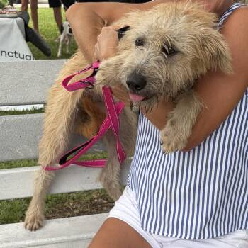 Sunny D -  Wirehaired Terrier Dog for Adoption in Lorida, Florida - Sunny D | PetCurious