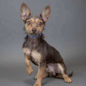 Breadstick -  Mixed Breed Dog for Adoption in Portland, Oregon - Breadstick | PetCurious