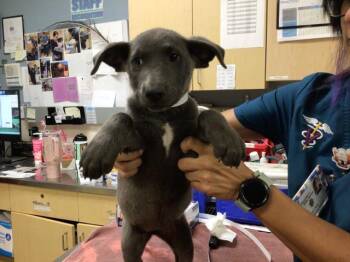 MARIAH -  Labrador Retriever and Pit Bull Terrier Dog for Adoption in Riverside, California - MARIAH | PetCurious