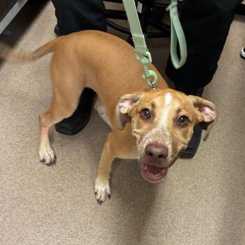 Pixar -  Shepherd and Mixed Breed Dog for Adoption in Hinesville, Georgia - Pixar | PetCurious