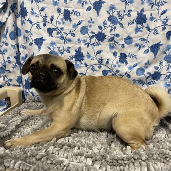 A611999 -  Pug Dog for Adoption in Modesto, California - A611999 | PetCurious