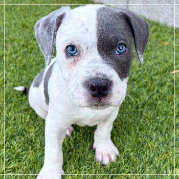 Lilo -  Pit Bull Terrier Dog for Adoption in Chandler, Arizona - Lilo | PetCurious