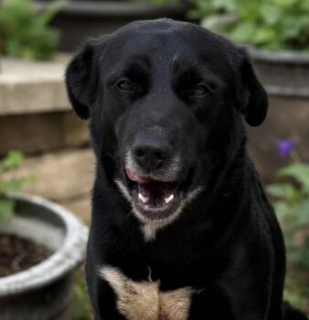 Betsy -  Black Labrador Retriever Dog for Adoption in Brookeville, Maryland - Betsy | PetCurious