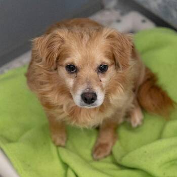 Dachshund and Mixed Breed Dogs Available for Adoption in Peyton, Colorado - Bean (MR26-122) | PetCurious