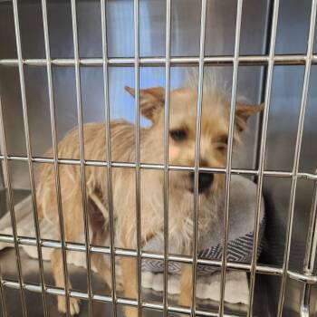 Tiffany -  Terrier and Mixed Breed Dog for Adoption in Evensville, Tennessee - Tiffany | PetCurious