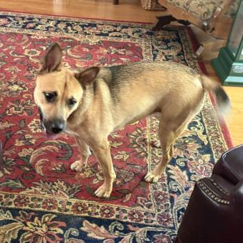 ALPHARETTA - Ally -  Shepherd and Mixed Breed Dog for Adoption in Blairsville, Georgia - ALPHARETTA - Ally | PetCurious