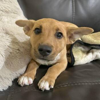 Retriever and Catahoula Leopard Dog Dogs Available for Adoption in Corpus Christi, Texas - Jager | PetCurious