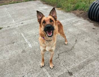 SQUIRREL -  Belgian Shepherd Malinois Dog Available for Adoption in Mckinleyville, California - SQUIRREL | PetCurious
