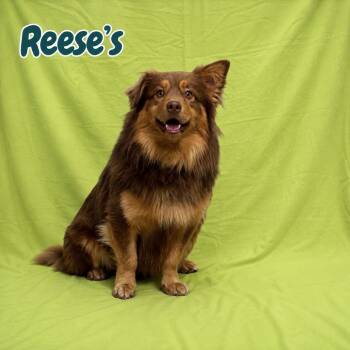 Australian Shepherd and Dachshund Dogs Available for Adoption in Baton Rouge, Louisiana - Reese