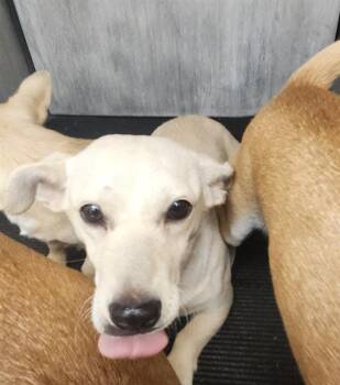 Dachshund and Chihuahua Dogs Available for Adoption - FLOWER | PetCurious