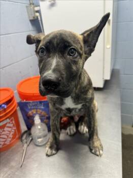 Dutch Shepherd and German Shepherd Dog Dogs Available for Adoption in Woodland, California - *BLACKBIRD | PetCurious