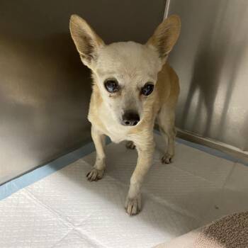 MACHO -  Chihuahua and Mixed Breed Dog for Adoption in Modesto, California - MACHO | PetCurious