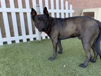BONZAI -  Pit Bull Terrier and Mixed Breed Dog for Adoption in Modesto, California - BONZAI | PetCurious