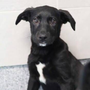 Labrador Retriever and Mixed Breed Dogs Available for Adoption in Atlanta, Georgia - Talia | PetCurious