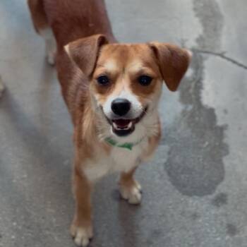 Chip A2296647 -  Chihuahua Dog for Adoption in Los Angeles, California - Chip A2296647 | PetCurious