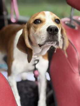 Penelope Poet -  Beagle Dog for Adoption in Andover, Massachusetts - Penelope Poet | PetCurious