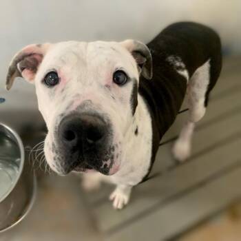Meg (Bonnie) -  American Staffordshire Terrier and Pit Bull Terrier Dog for Adoption in Edinburg, Texas - Meg (Bonnie) | PetCurious