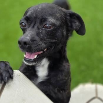 Joy -  Chihuahua Dog for Adoption in Anderson, South Carolina - Joy | PetCurious