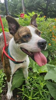 Rescue Mixed Breed Dogs for Adoption in Monroeville, Pennsylvania - MaMa | PetCurious
