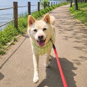 MINA -  Jindo Dog for Adoption in Johns Creek, Georgia - MINA | PetCurious