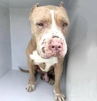 Staffordshire Bull Terrier Dogs Available for Adoption in Houston, Texas - A654939 | PetCurious