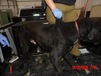 Mixed Breed Dogs Available for Adoption in Hobbs, New Mexico - Biggie | PetCurious