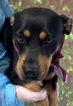 Rottweiler and Dachshund Dogs Available for Adoption in San Antonio, Texas - Evee | PetCurious