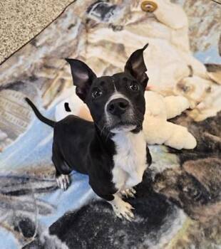 Macaroni -  Pit Bull Terrier and Mixed Breed Dog for Adoption in Westland, Michigan - Macaroni | PetCurious