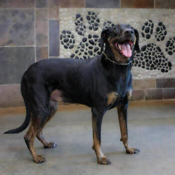 Rescue Hound Dogs for Adoption in Versailles, Kentucky - Paula | PetCurious