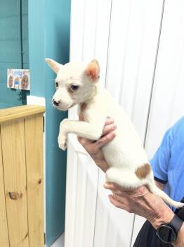 Darla -  Cattle Dog and Mixed Breed Dog for Adoption in Chattanooga, Tennessee - Darla | PetCurious