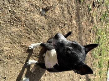 Rescue Shiba Inu Dogs for Adoption in Yonkers, New York - Myracle | PetCurious