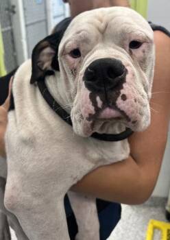 Mario - 1 -  American Bulldog and Mixed Breed Dog for Adoption in Daytona Beach, Florida - Mario - 1 | PetCurious