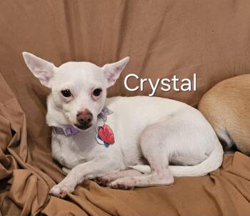 Rescue Chihuahua Dogs for Adoption in Brooksville, Florida - Crystal | PetCurious