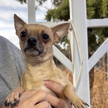 Chihuahua and None Dogs Available for Adoption in Kim, Colorado - Dorito | PetCurious