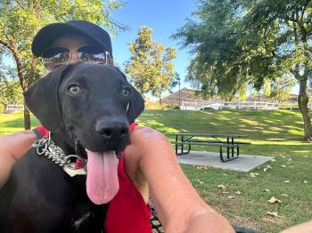 Frida -  Labrador Retriever Dog for Adoption in San Diego, California - Frida | PetCurious