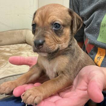 Fawn -  Hound Dog for Adoption in Chesapeake, Virginia - Fawn | PetCurious