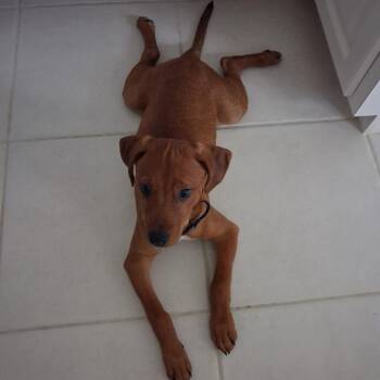 Taz -  Rhodesian Ridgeback Dog for Adoption in Sarasota, Florida - Taz | PetCurious
