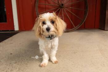 Jubilee -  Maltese Dog for Adoption in Kettering, Ohio - Jubilee | PetCurious