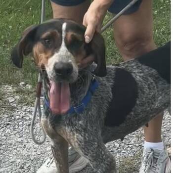 Ingrid -  English Coonhound and Mixed Breed Dog for Adoption in Falls Church, Virginia - Ingrid | PetCurious