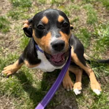 Poppy -  Mixed Breed Dog for Adoption in Kennebunk, Maine - Poppy | PetCurious