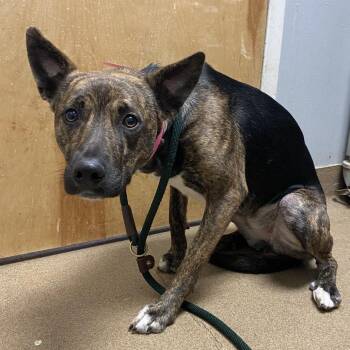 Mixed Breed Dogs Available for Adoption in Chattanooga, Tennessee - Swirl | PetCurious