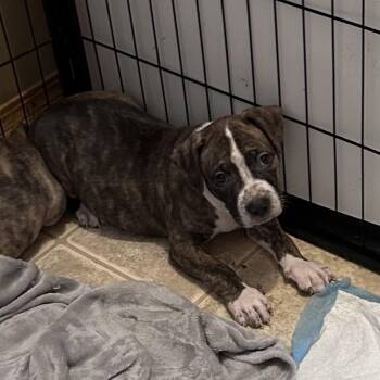 Moose Tracks -  Pit Bull Terrier Dog for Adoption in Wichita, Kansas - Moose Tracks | PetCurious