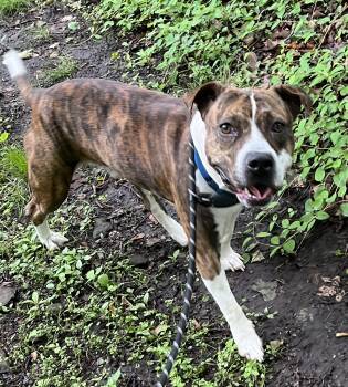 Mixed Breed Dogs Available for Adoption in Mckeesport, Pennsylvania - Laney | PetCurious