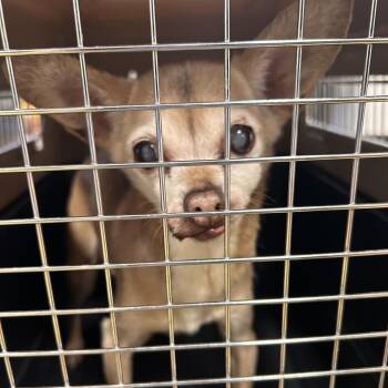 Chihuahua Dogs Available for Adoption - Sam | PetCurious