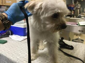 PRINGLE -  Maltese and Mixed Breed Dog for Adoption in Riverside, California - PRINGLE | PetCurious