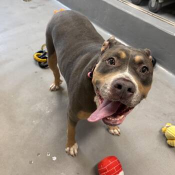 American Bully Dogs Available for Adoption in Mississauga, Ontario - Gigi | PetCurious